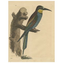 Blue-Tailed Bee-Eater Male - Hand-Colored Lithograph from The Book of the World