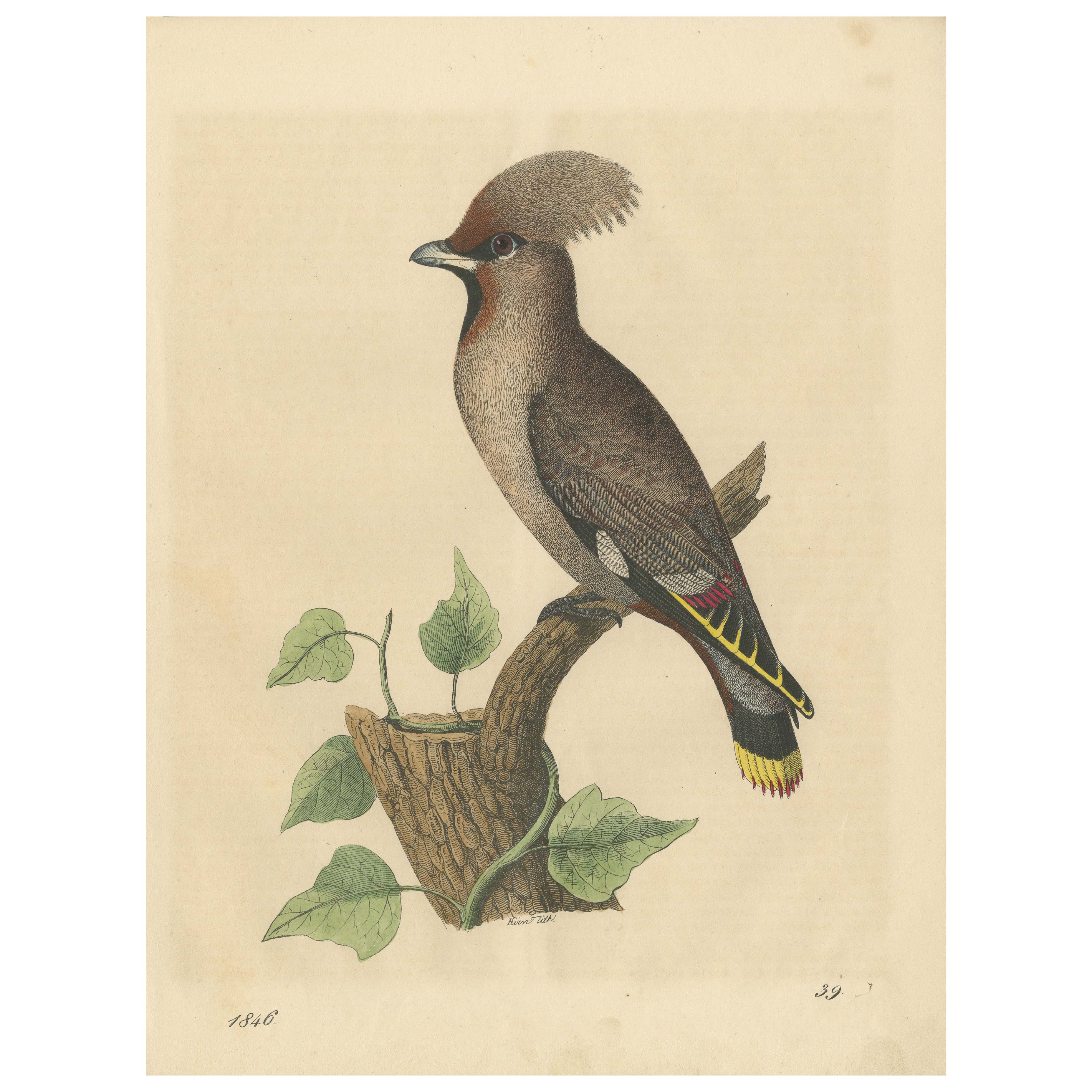 1846 Waxwing - Rare Hand-Colored Lithograph from Hoffmann's Book of the World