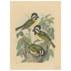Trio de tigres jaunes - Lithographie rare colorée à la main de Hoffmann, 1862