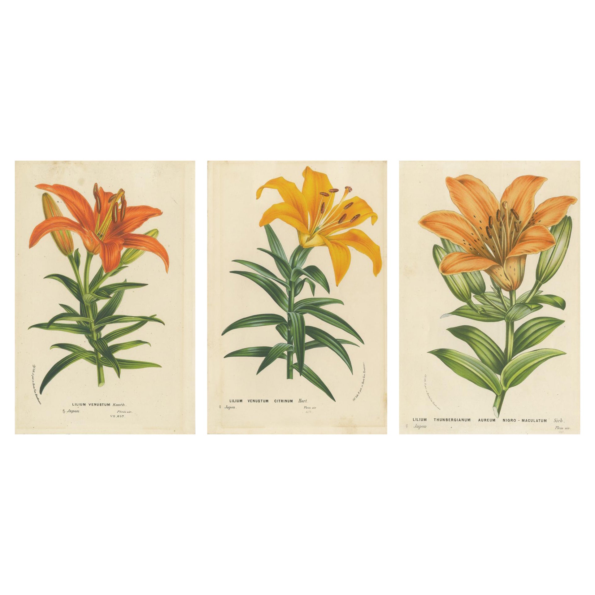 Exquisite Hand-Colored Lily Prints: Botanical Study of Lilium Species from Japan