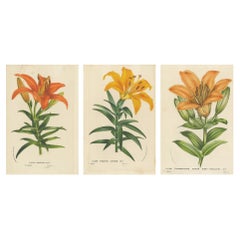 Squisite stampe di gigli colorati a mano: Studio botanico delle specie di Lilium del Giappone