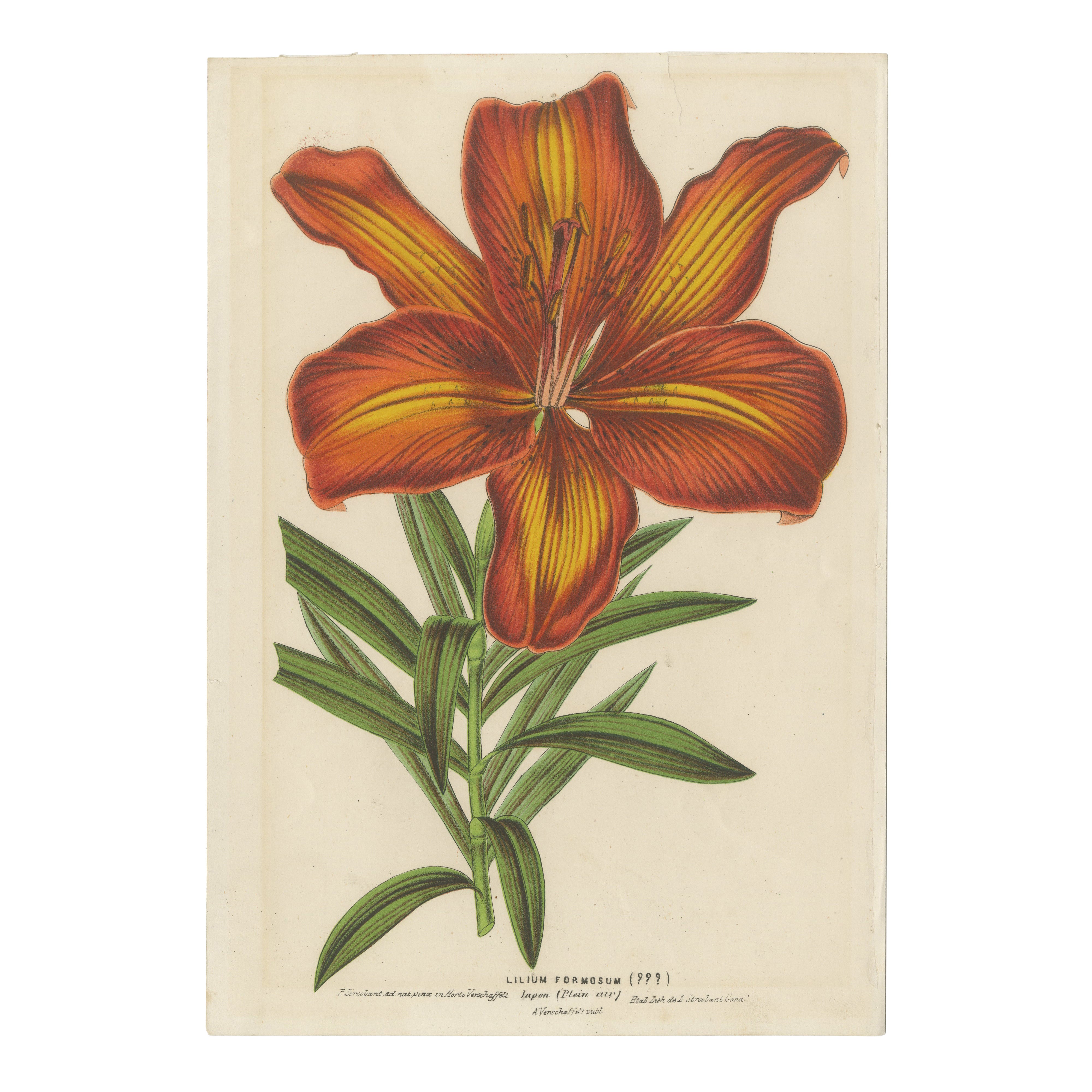 Exquisite Hand-Colored Botanical Print of a Siberian Lily (Lilium Pensylvanicum) For Sale