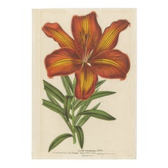 Exquisita estampa botánica coloreada a mano de un lirio siberiano (Lilium Pensylvanicum)
