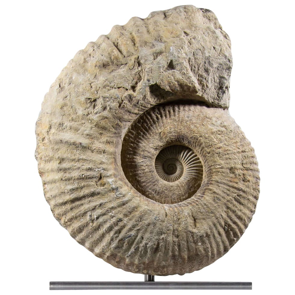 Mantelliceras Ammonite fósil en montura de acero