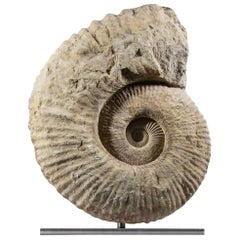 Mantelliceras Ammonite fósil en montura de acero