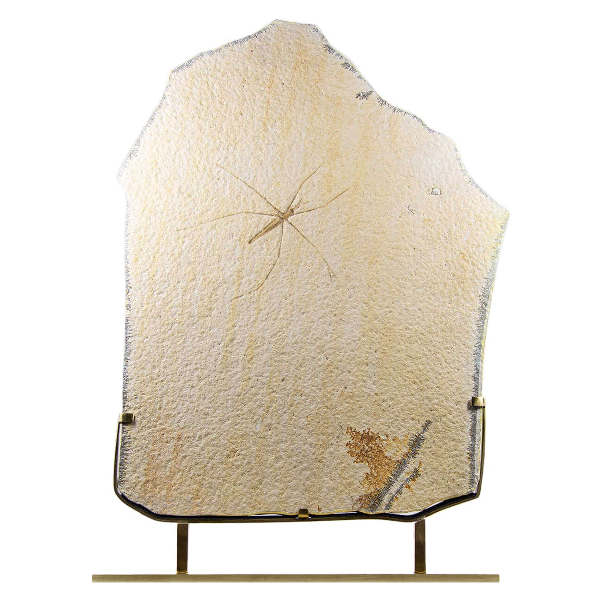 Fossil Gerridae Wasserstreifen- und geätzte Messinghalterung im Angebot