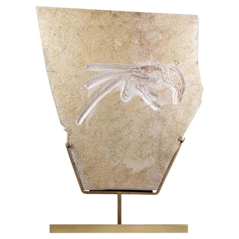 Fossil Shrimp of Jurassic Period