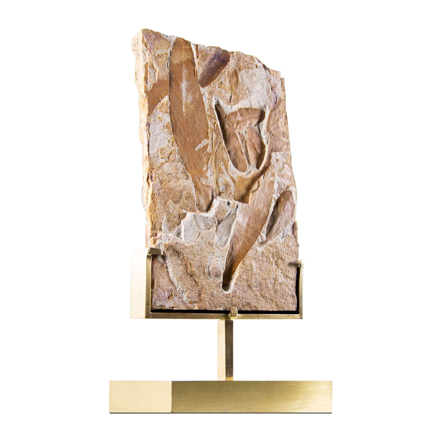 Piatto in foglie di felce fossile Glossopteris e supporto in ottone inciso con sormonto