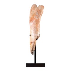 Os de jambe de dinosaure fossile Tibia de Spinosaurus