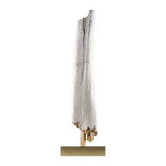 Fossil Dinosaur blanc « blanc » de Spinosaurus