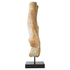 Fémur de dinosaure fossile de la lignée des théropodes
