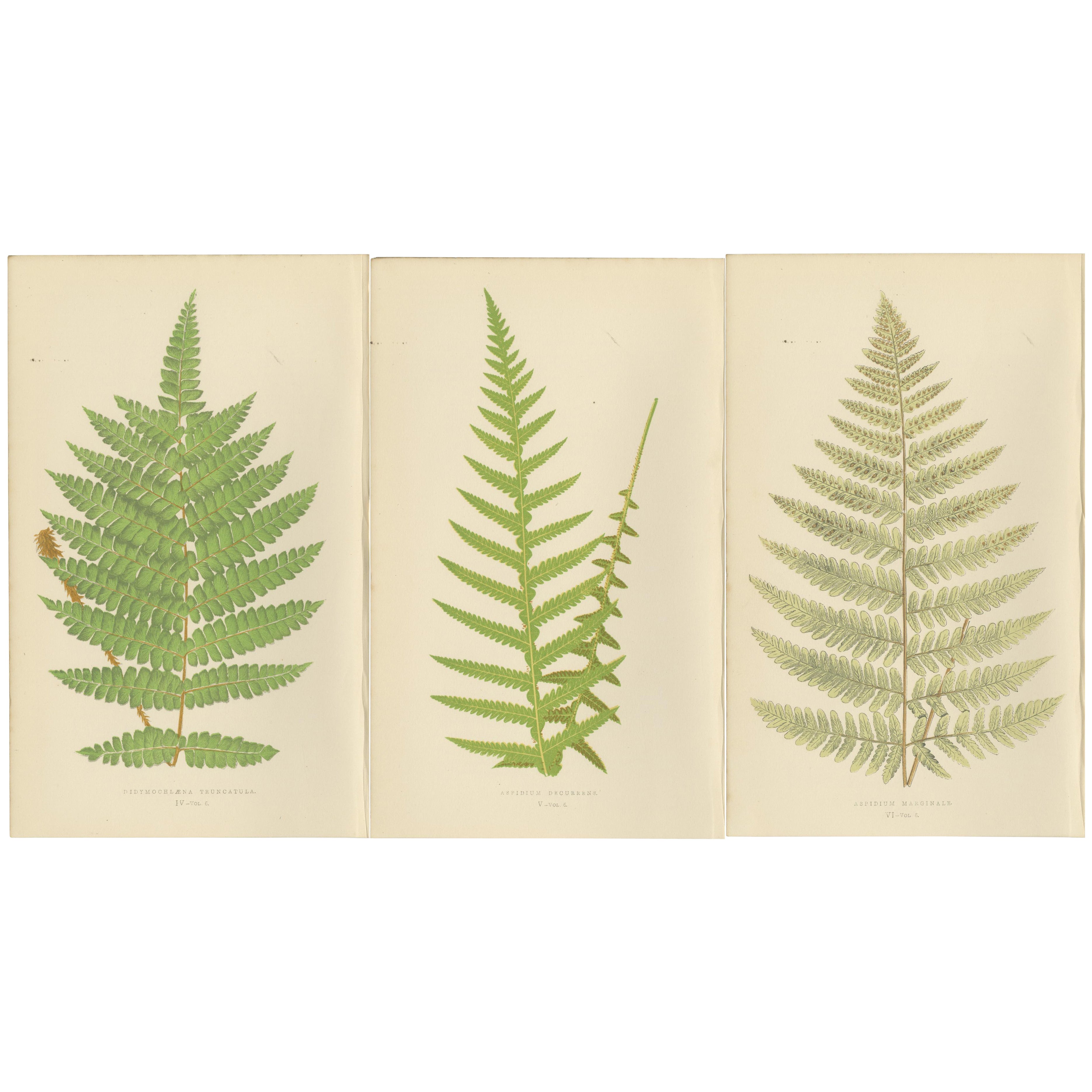 Grabados antiguos coloreados a mano de helechos - Didymochlaena, Aspidium - Siglo XIX