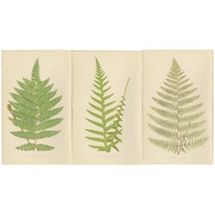 Antike handkolorierte Farn-Drucke - Didymochlaena, Aspidium - 19. Jahrhundert