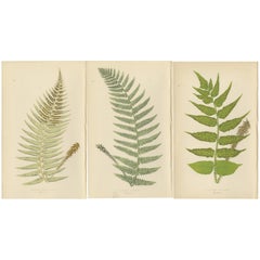 Stampe antiche di felci colorate a mano - Specie di Aspidium - Arte botanica del XIX secolo
