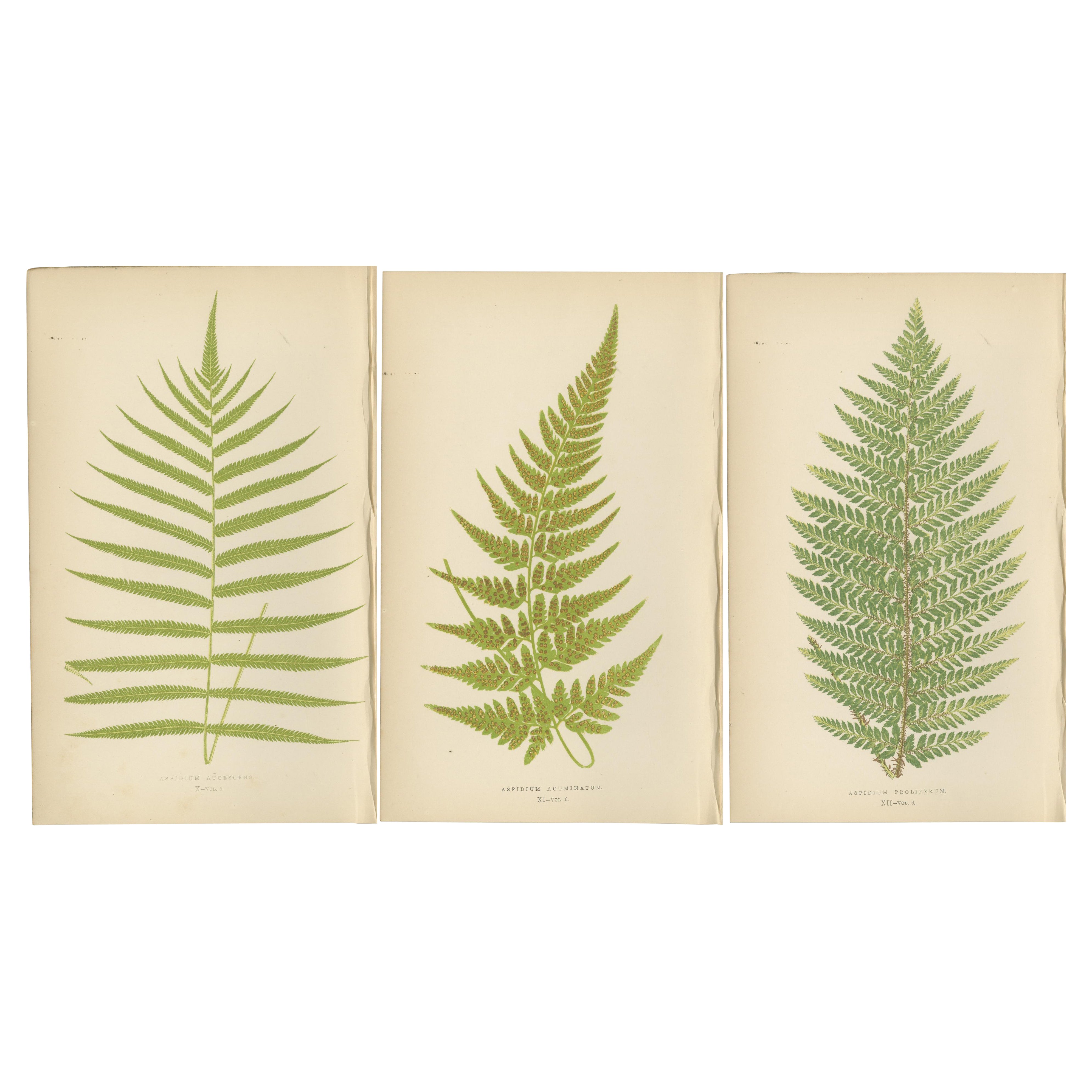 Grabados antiguos coloreados a mano de helechos - Especie Aspidium - Arte botánico del siglo XIX
