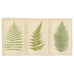 Antike handkolorierte Farn-Drucke - Aspidium-Arten - Botanische Kunst des 19.