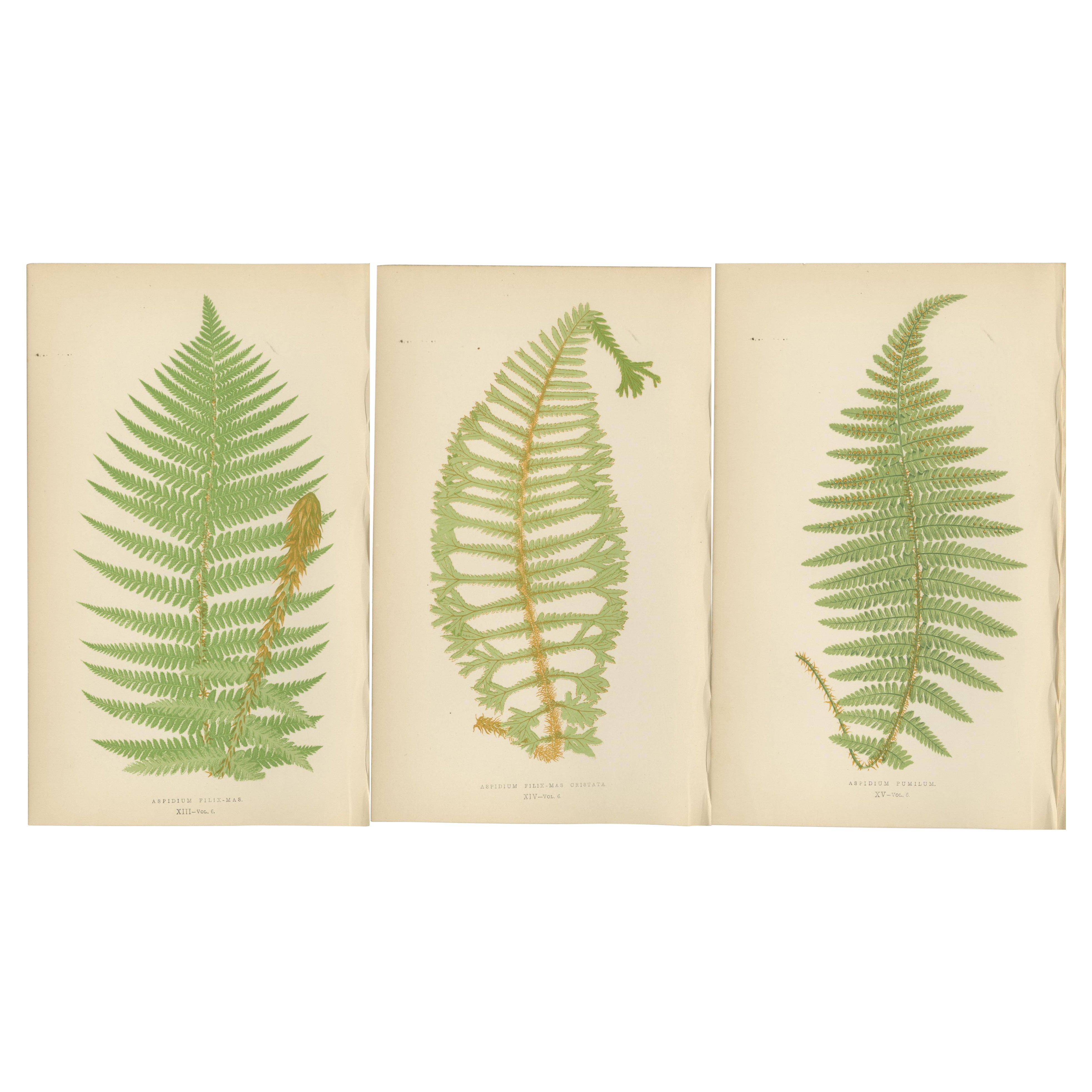 Antique Hand-Colored Fern Prints - Aspidium Filix-Mas Series, Botanical Art 1868