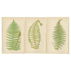 Stampe antiche di felci colorate a mano - Serie Aspidium Filix-Mas, Arte botanica 1868