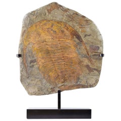 Fósil Paradoxides Acadoparadoxides Trilobite Montado Soporte de Bronce