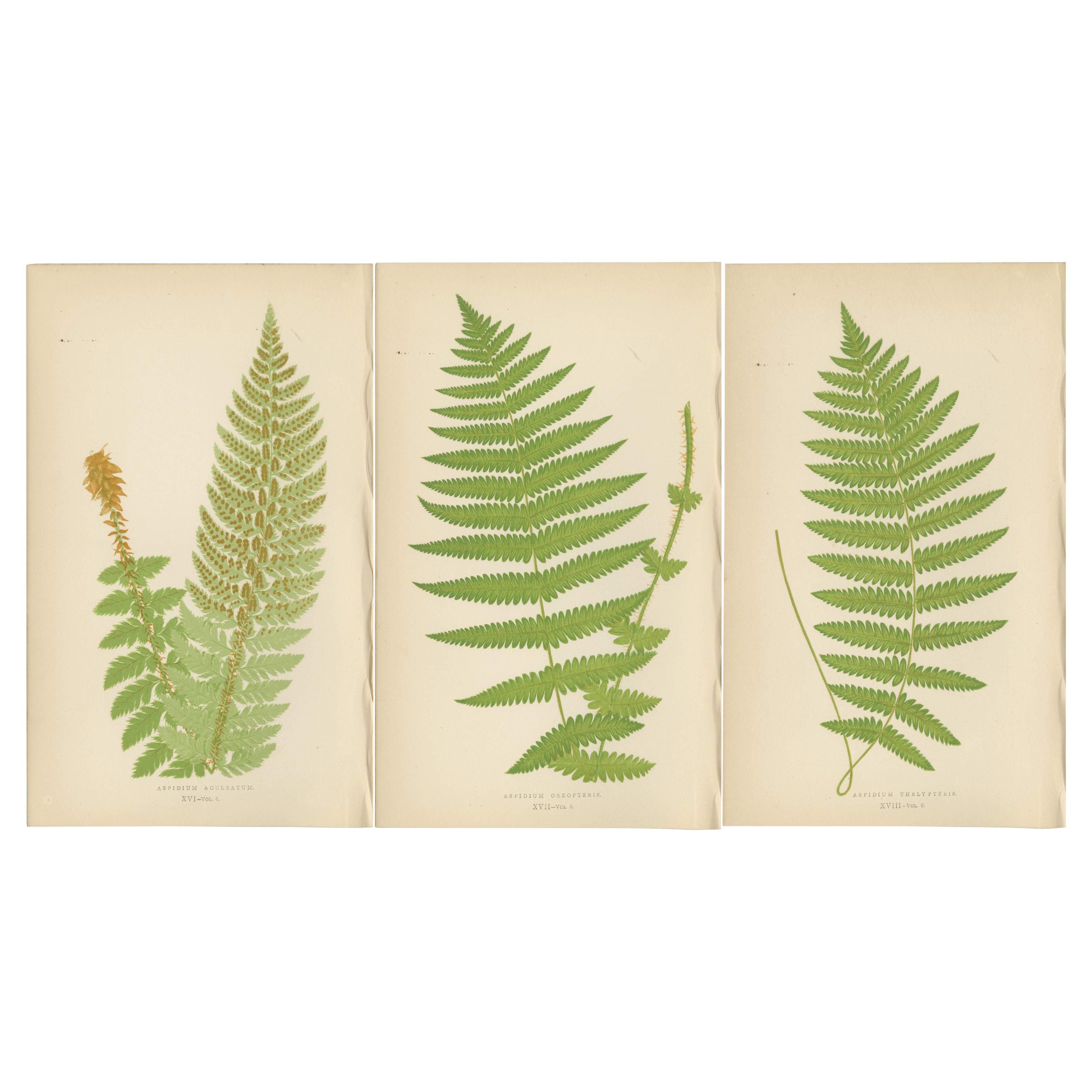 Gravures anciennes de Fern colorées à la main - Aspidium Aculeatum, Oreopteris & Thelypteris