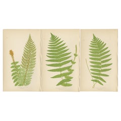 Stampe antiche di felci colorate a mano - Aspidium Aculeatum, Oreopteris e Thelypteris