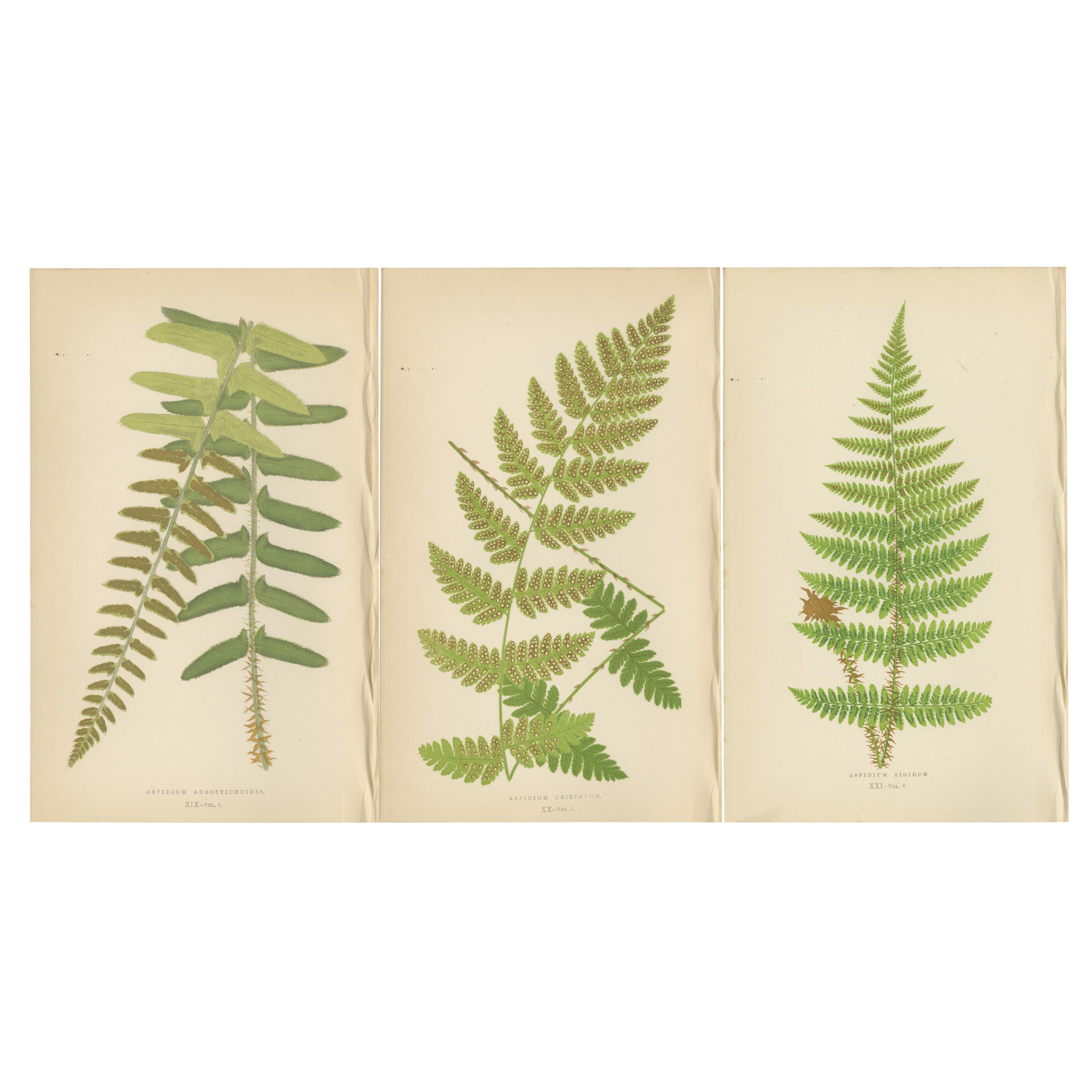 Gravures anciennes de Fern colorées à la main - Aspidium Acrostichoides, Cristatum, Rigidum