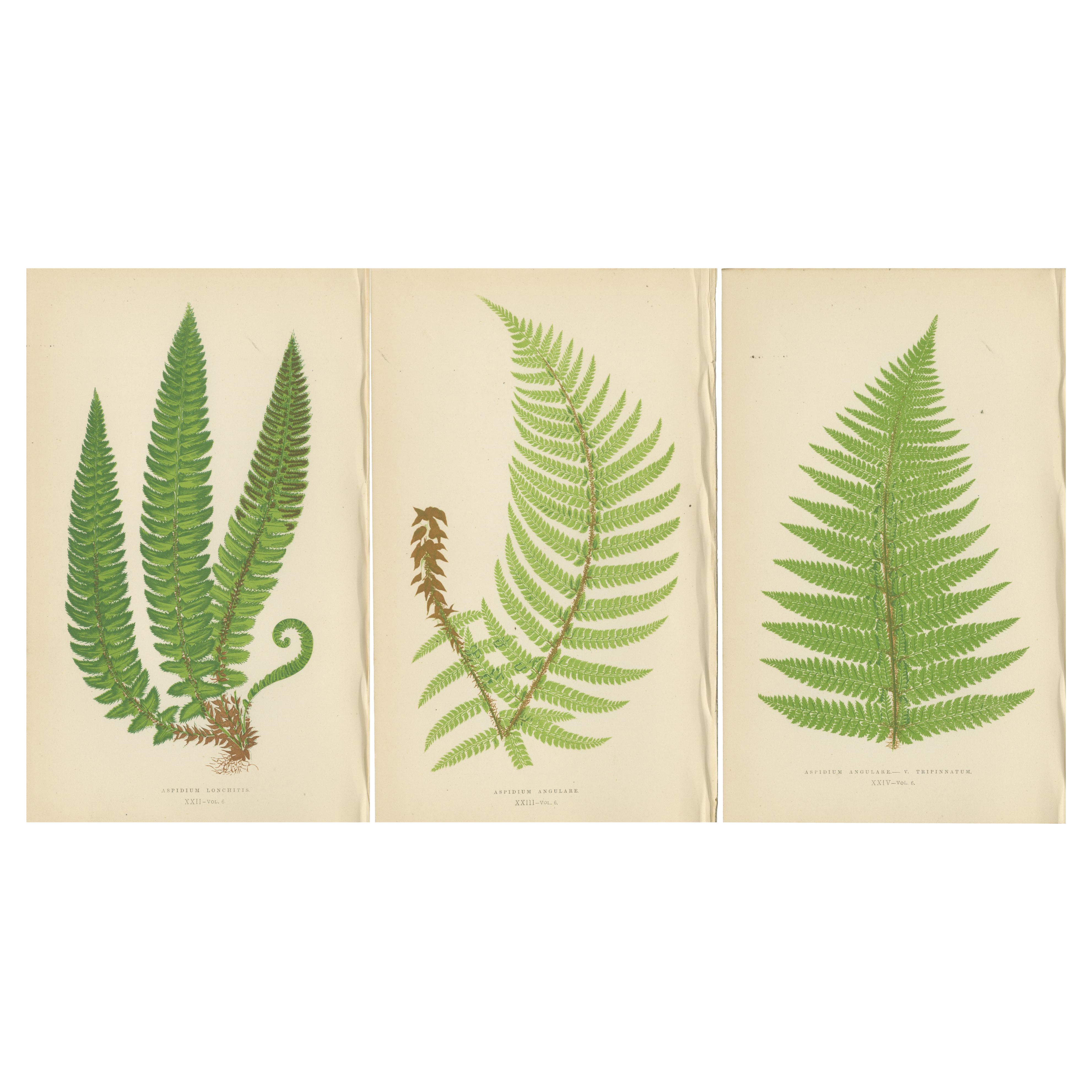 Set of 3 Vibrant Antique Fern Botanical Prints by E.J. Lowe, Hand-Colored, 1868