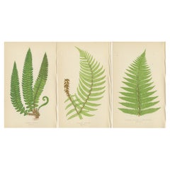 Conjunto de 3 Vibrantes Estampas Botánicas Antiguas de Helecho de E.J. Lowe, coloreado a mano, 1868