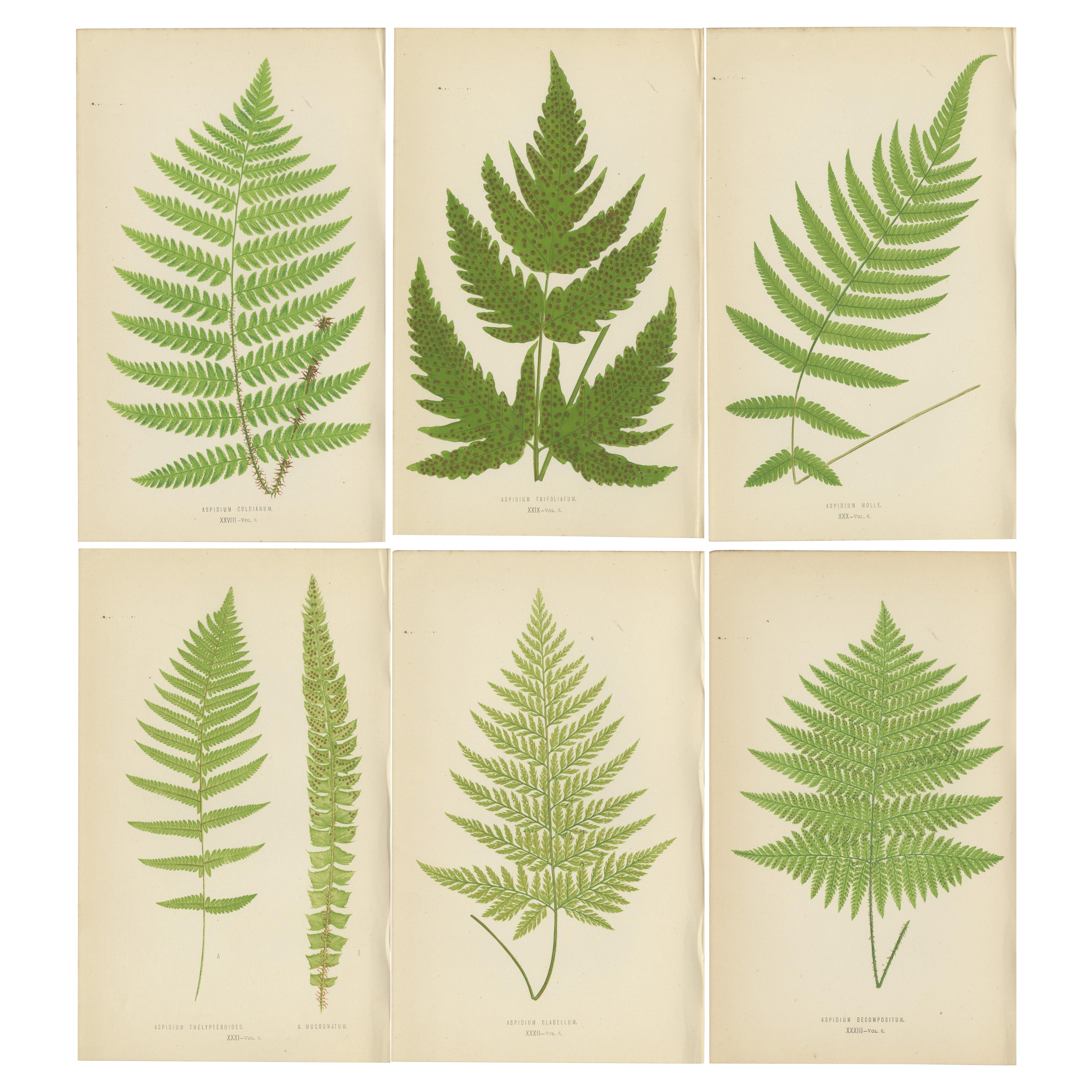 Rare Antique Set of Six Botanical Fern Prints by E.J. Lowe (1868)