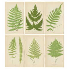 Raro conjunto antiguo de seis grabados botánicos de helechos de E.J. Lowe (1868)