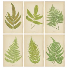 Antique Botanical Fern Prints by E.J. Lowe (1868)