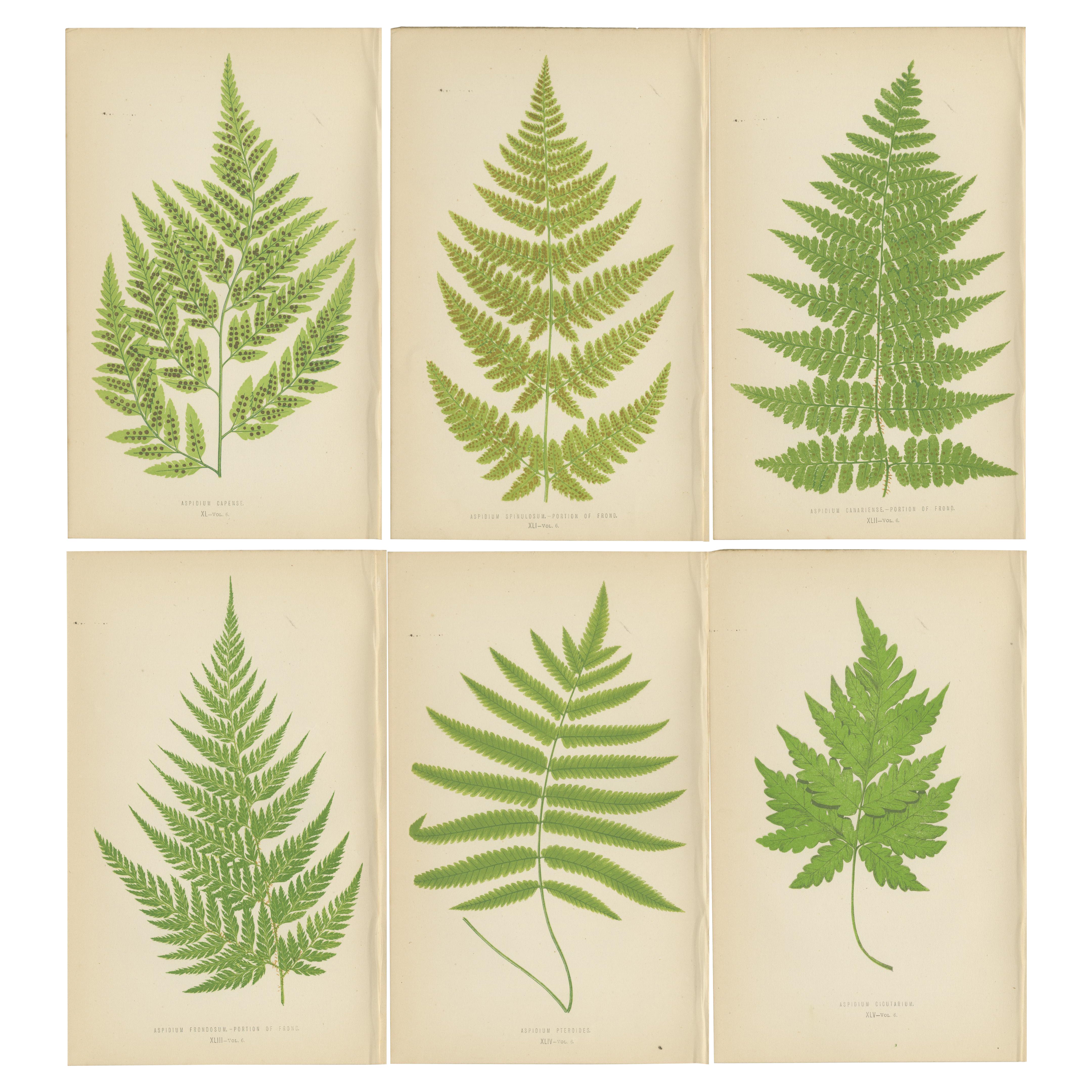 Seltener Satz von sechs botanischen Farn-Drucken von E.J. Lowe (1868) - Aspidium-Arten
