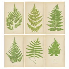 Antique Rare Set of Six Botanical Fern Prints by E.J. Lowe (1868) – Aspidium Species