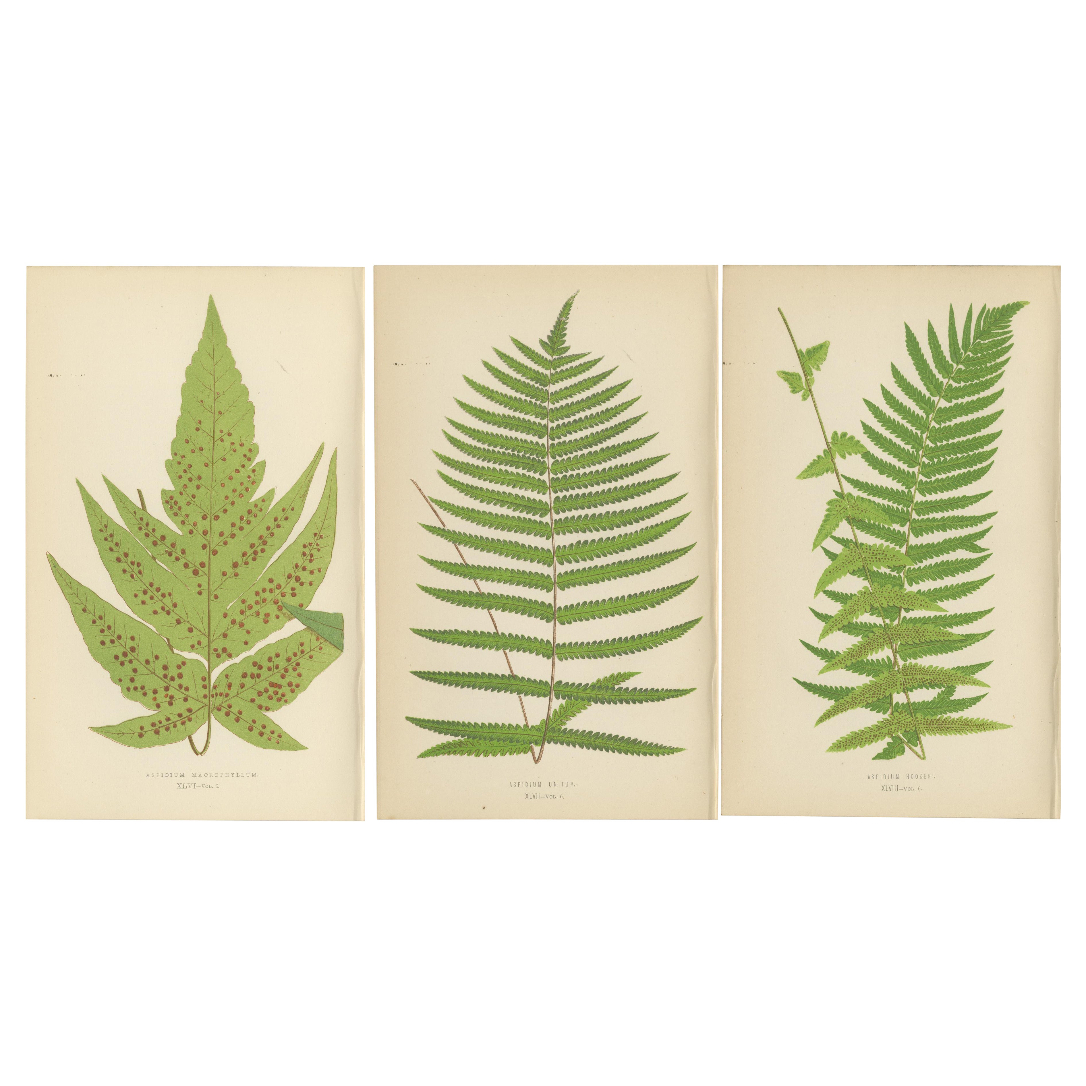 Antique Set of Three Botanical Fern Prints by E.J. Lowe (1868) – Aspidium Series