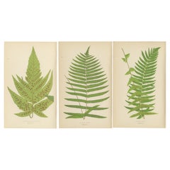 Antico set di tre stampe botaniche di felci di E.J. Lowe (1868) - Serie Aspidium