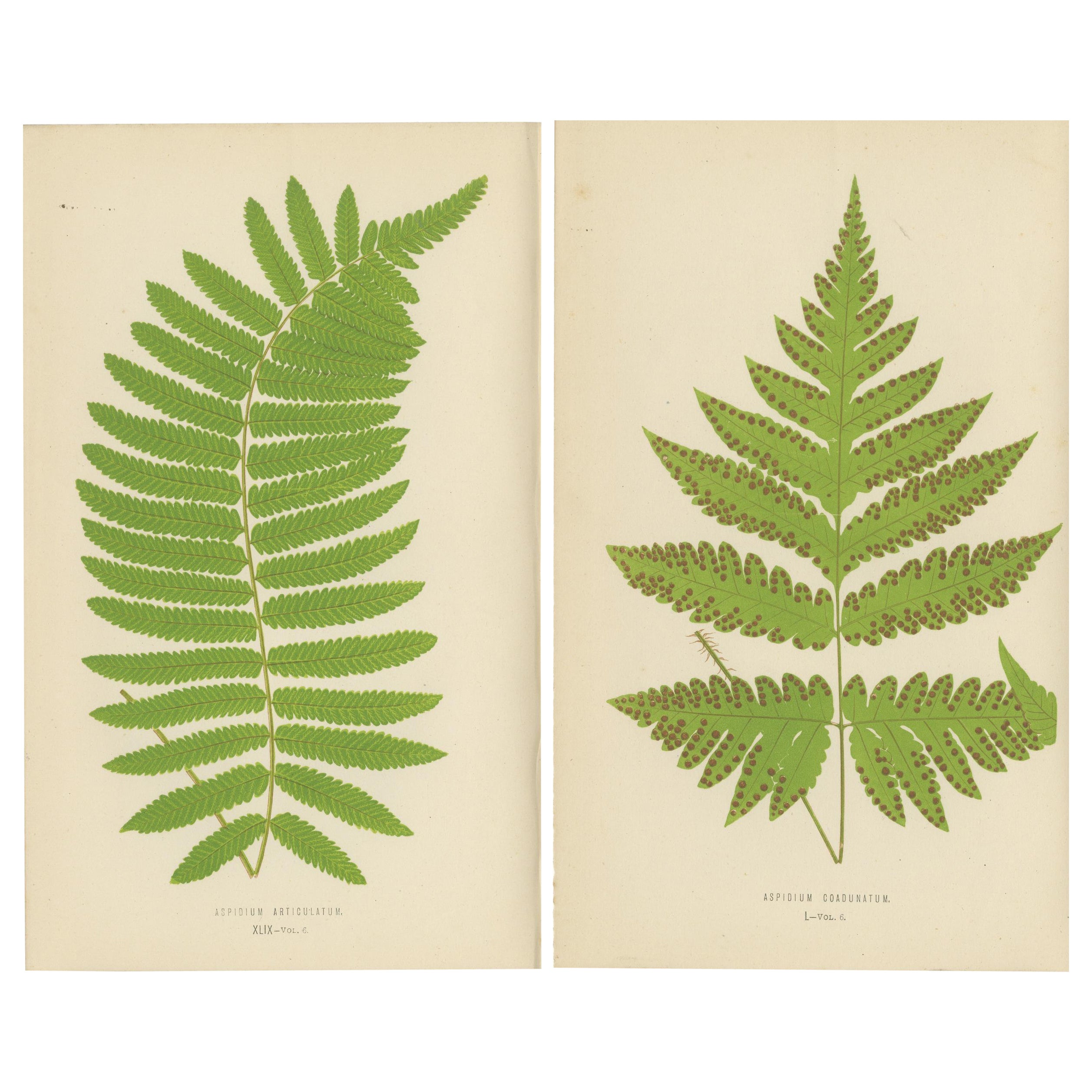 Ensemble antique de gravures botaniques de Fern - Aspidium Articulatum & Aspidium Coadunatum