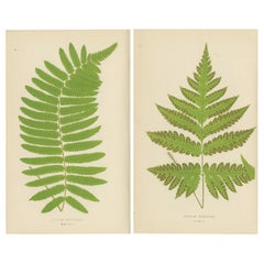 Antiker Satz botanischer Farndrucke - Aspidium Articulatum & Aspidium Coadunatum