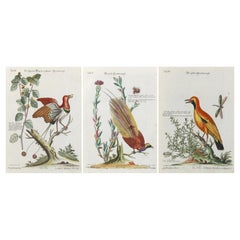 Stunning Birds of Paradise from Seligmann's Rare Birds Collection (1770-1773)