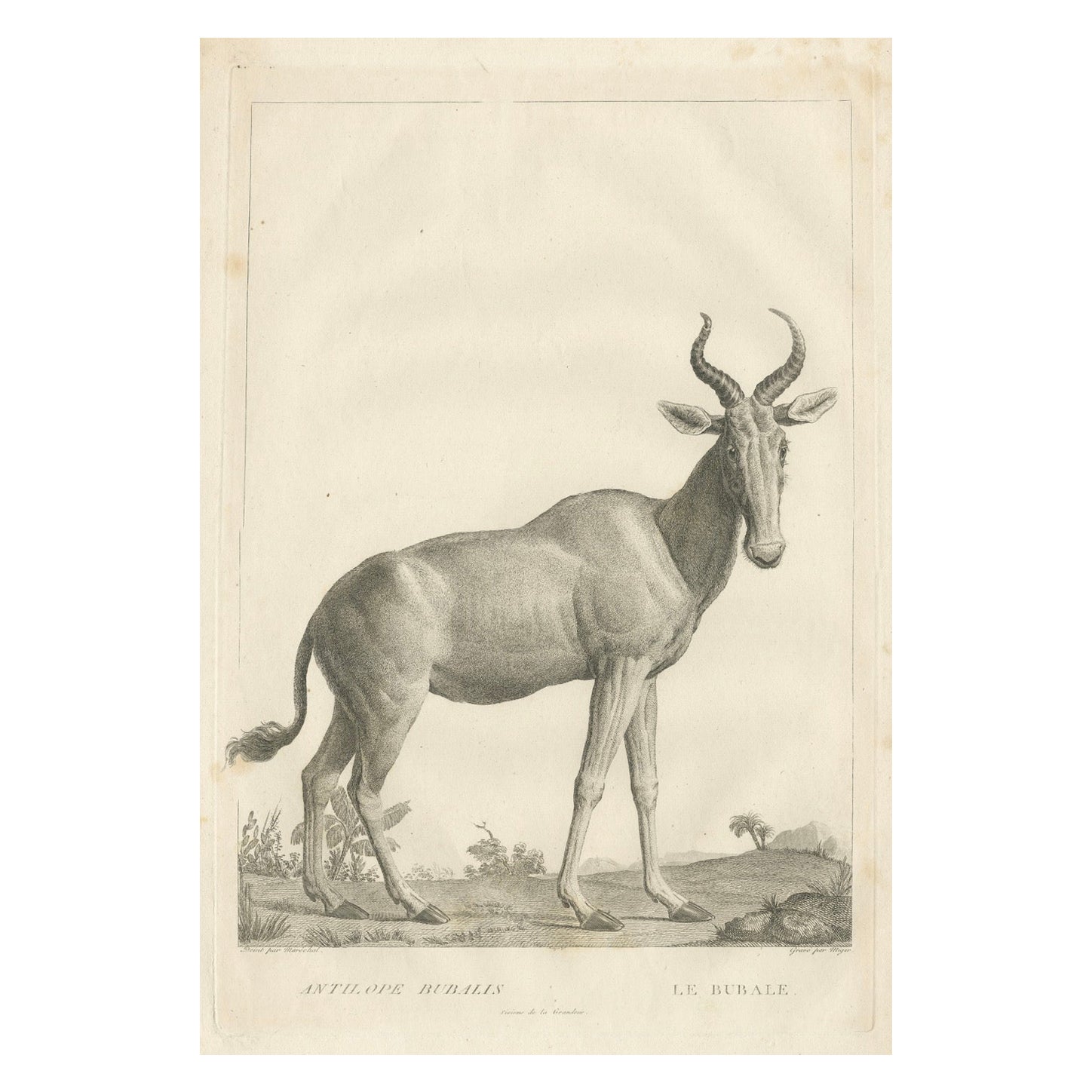 Gravure d'Antilope Bubalis de 1808 par S.C. Miger : étude zoologique détaillée