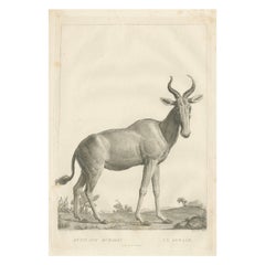 1808 Gravur der Antelope Bubalis von S.C. Miger: Detaillierte Zoologische Studie