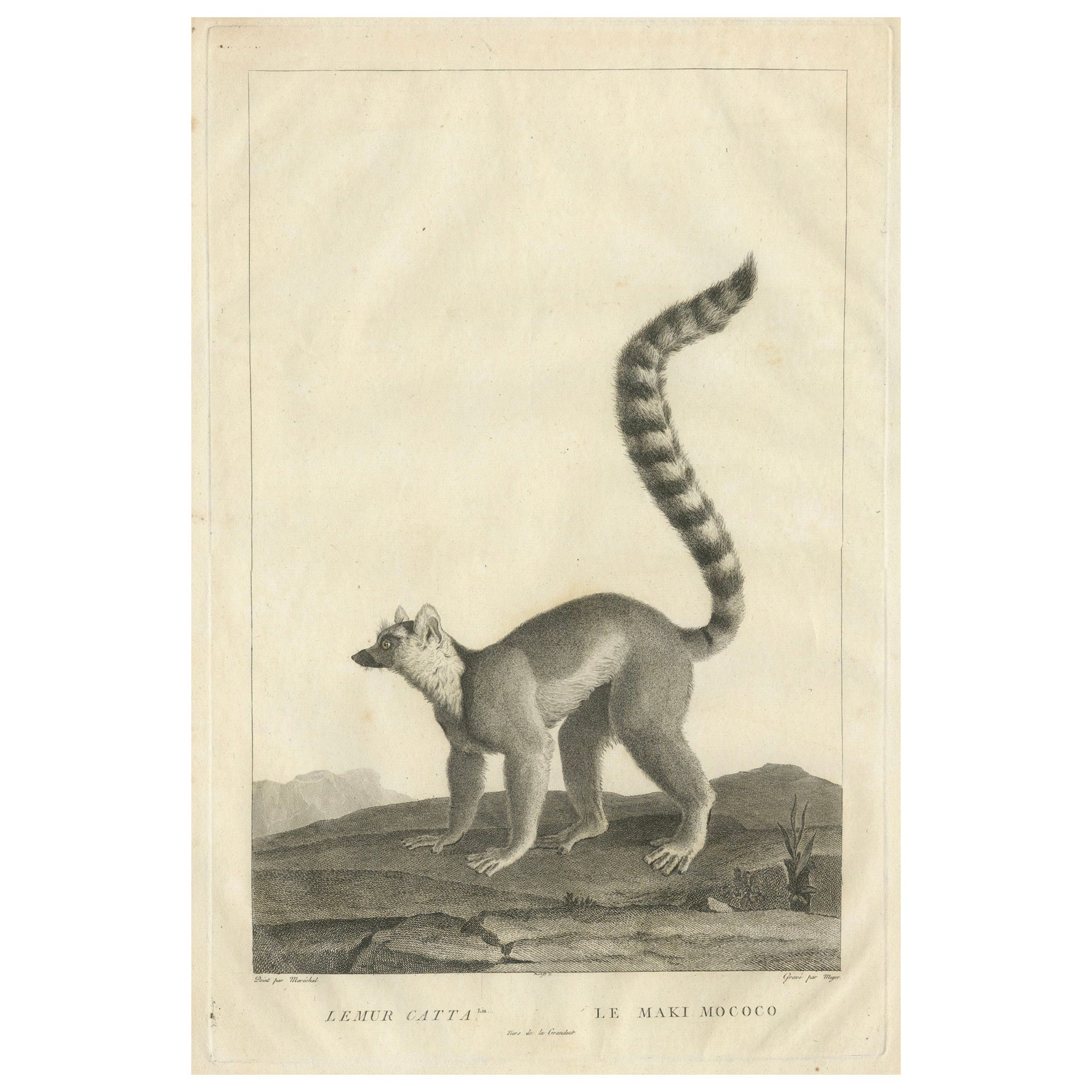 Gravure du Lemur Catta du début du 19e siècle par A.C. Miger et N. Maréchal, Paris