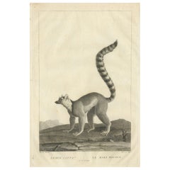 Early 19th-Century Engraving of Lemur Catta by S.C. Miger and N. Maréchal, Paris