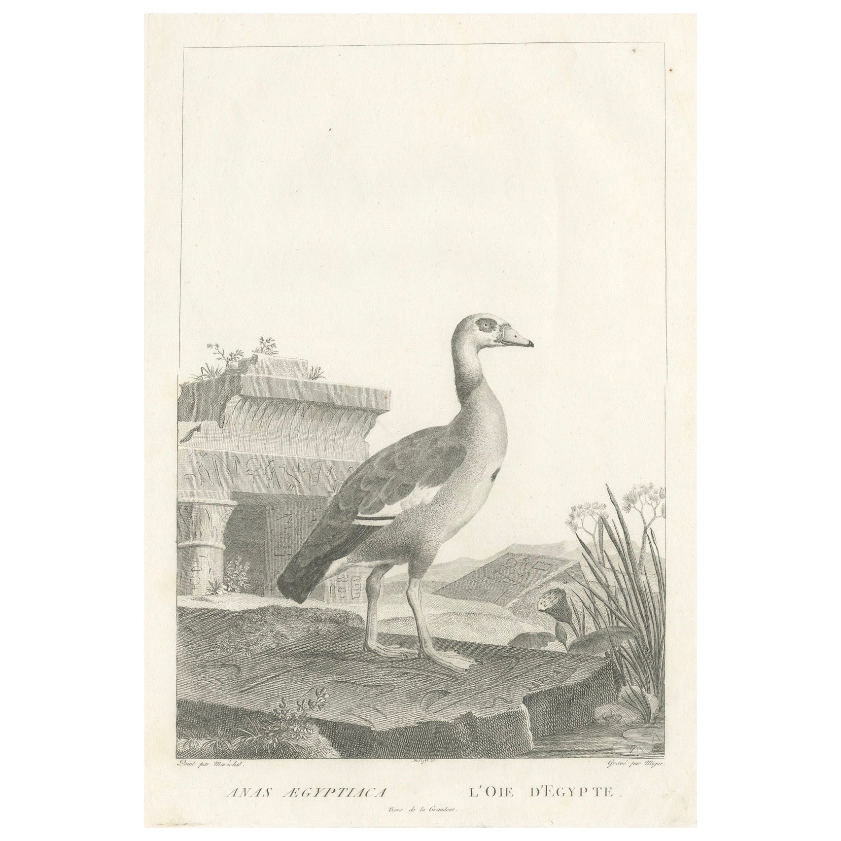 Incisione di un'oca egiziana di Nicolas Maréchal e A.I.C. Miger, 1808