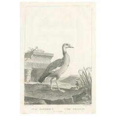 Incisione di un'oca egiziana di Nicolas Maréchal e A.I.C. Miger, 1808