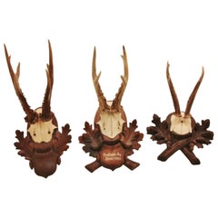 Collection of Nine Black Forest Antler Mounts on Hand-Carved Wood PlaquesPriced 
