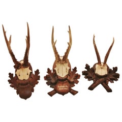 Collection of Nine Black Forest Antler Mounts on Hand-Carved Wood PlaquesPriced