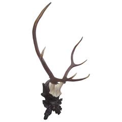 Stately Black Forest Antler Mount on Carved Walnut Plaque 3