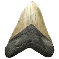 Megalodon Tooth // 4.25″ High