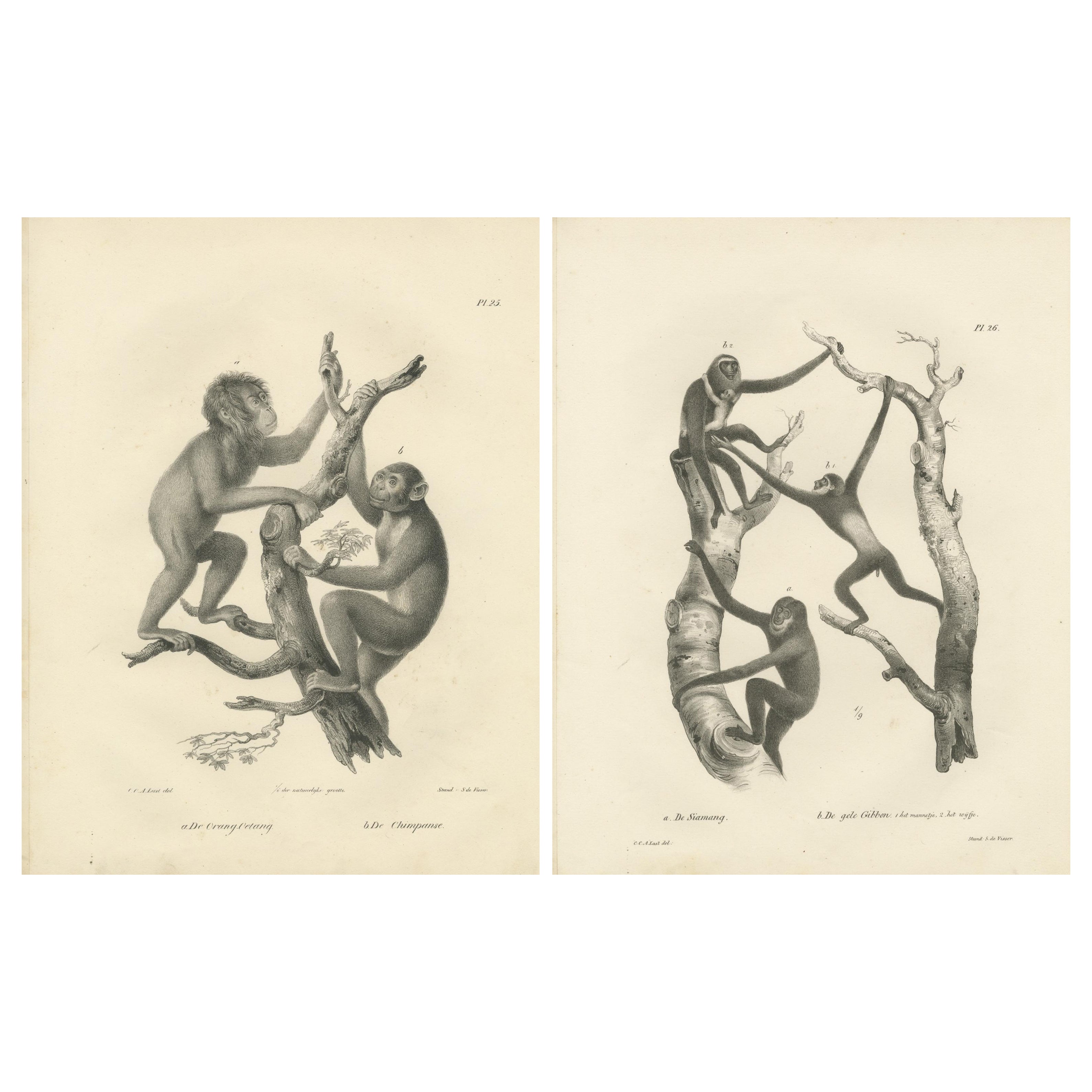 Orangutans, Chimpanzee, Siamang & Gibbons, Lithografien von C.Last, 1836, Primates im Angebot