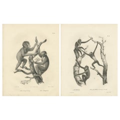 Orangutans, Chimpanzee, Siamang & Gibbons, Lithografien von C.Last, 1836, Primates